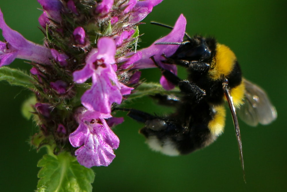 yellow and black bee