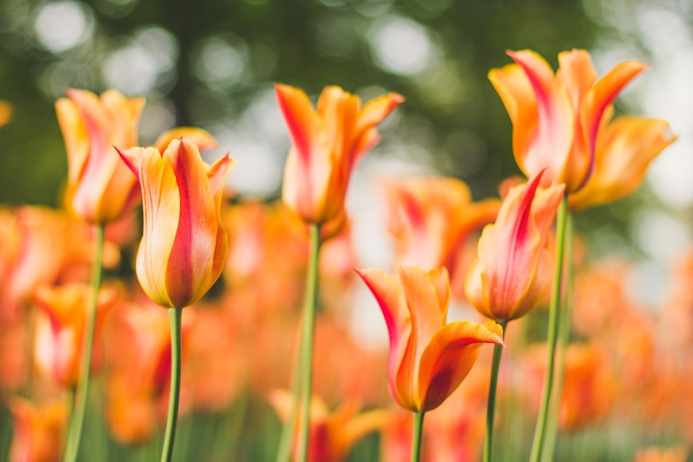 orange-and-red flowers in close-up photography