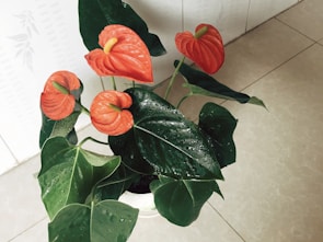 A cluster of Anthurium plants with glossy heart-shaped leaves in a bright indoor setting.