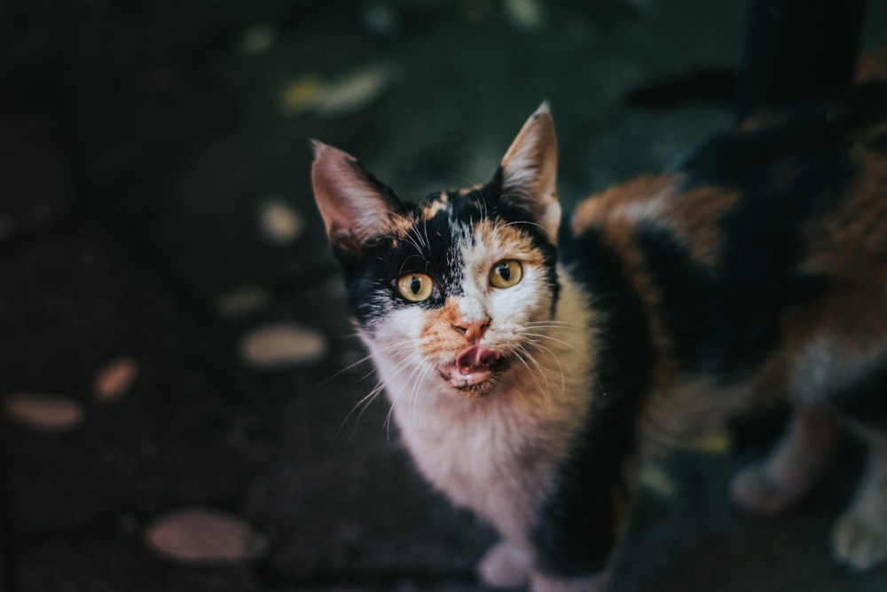 selective focus photography of calico cat