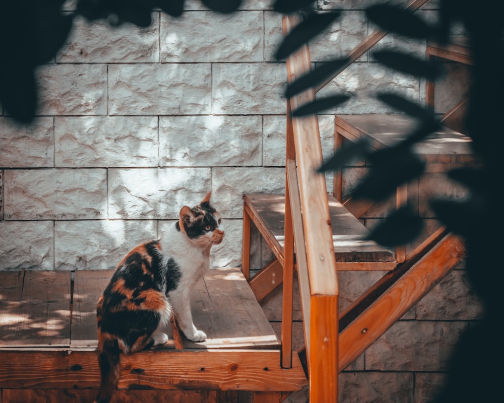 white and black cat on wooden stairs