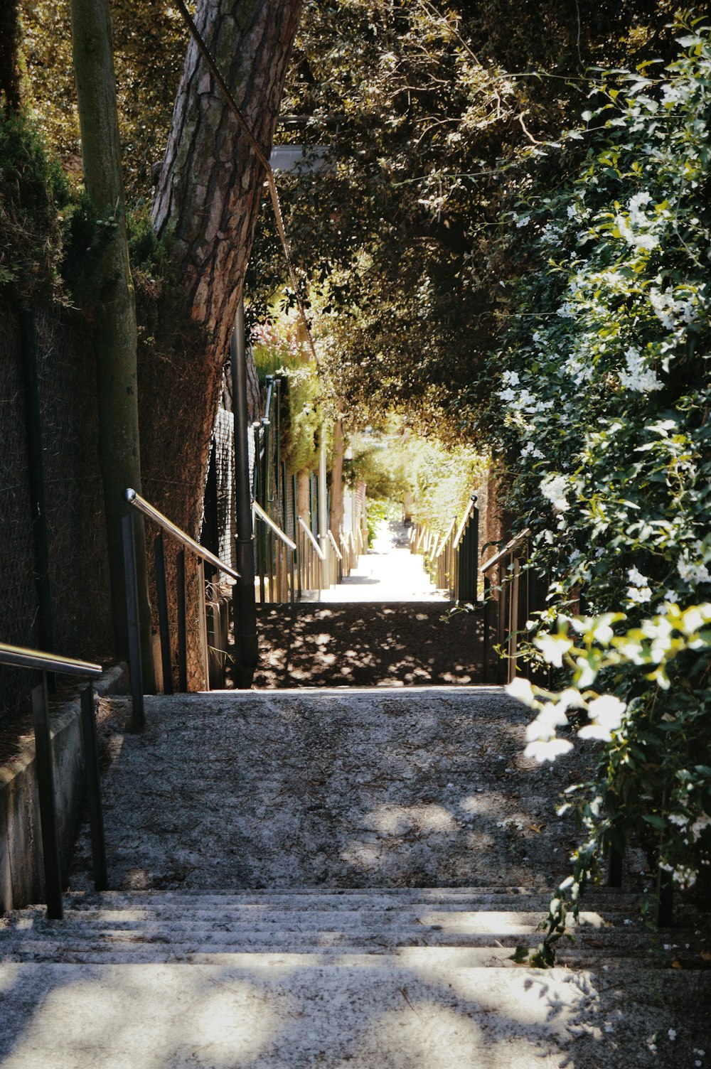 gray staircase towards green-leafed trees