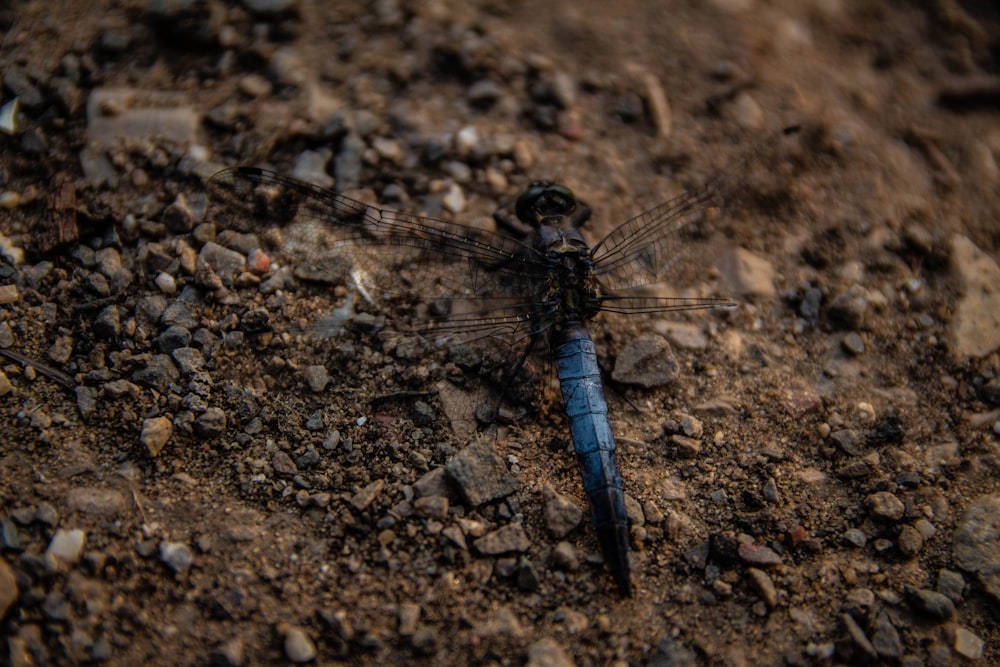 blaue und schwarze Libelle