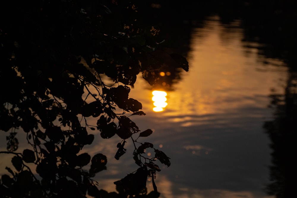 plant near water