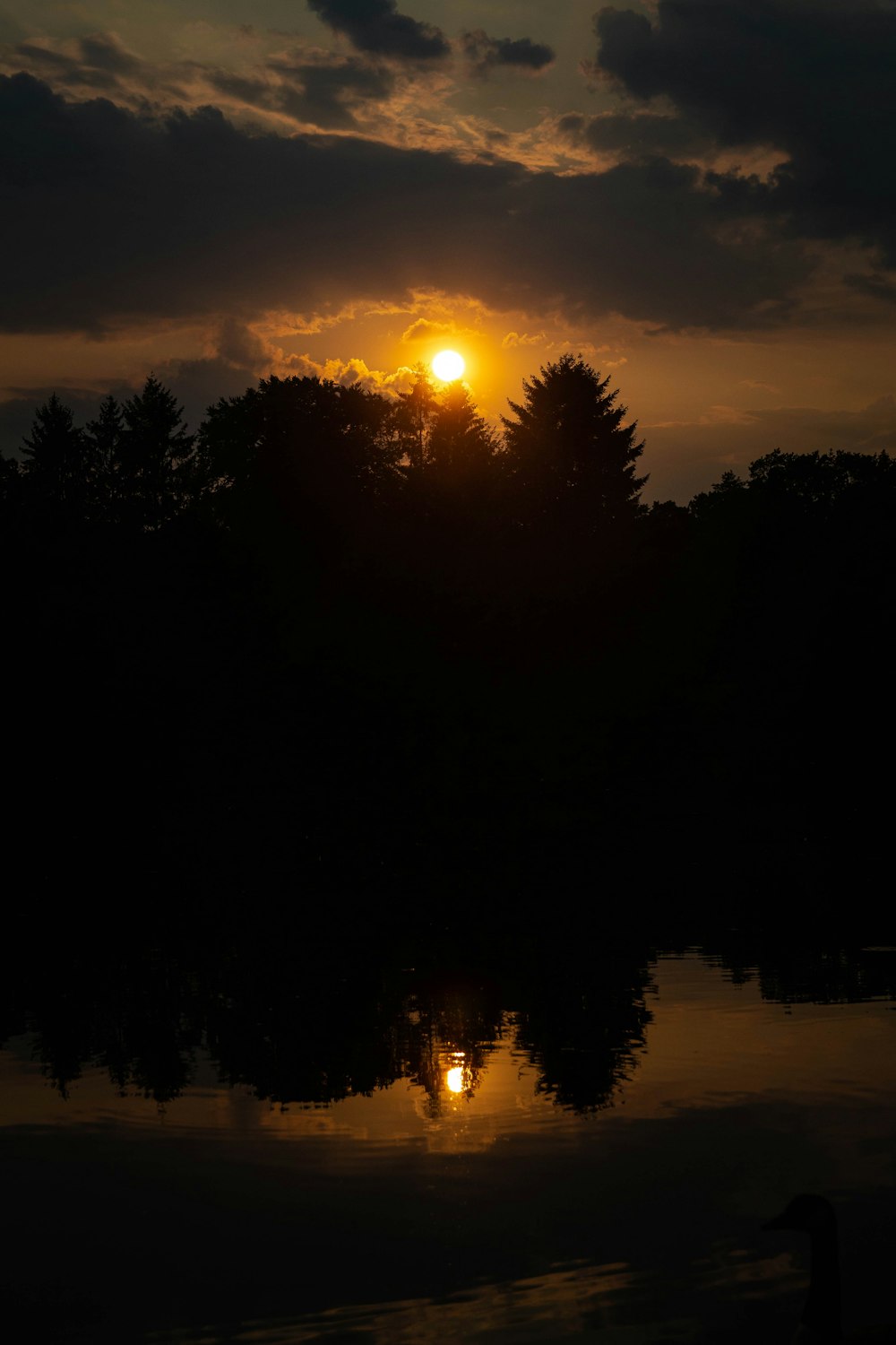 silhouette photo of trees and body of water