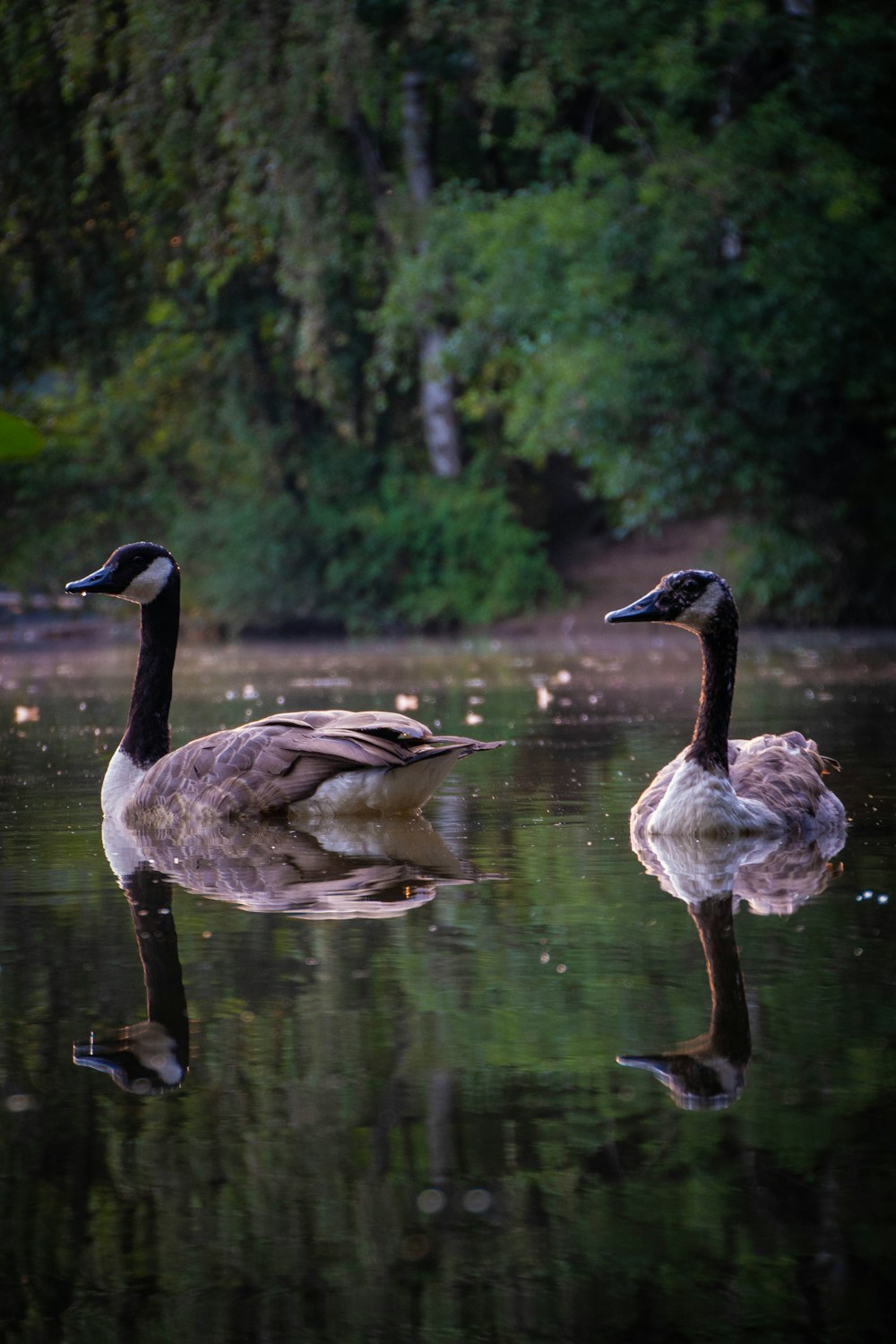 two gray ducks on calm water