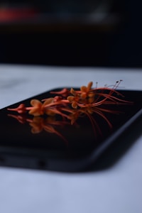 Lotus Blossom Case