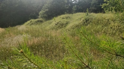 An inspiring image of a lush green landscape representing sustainability.