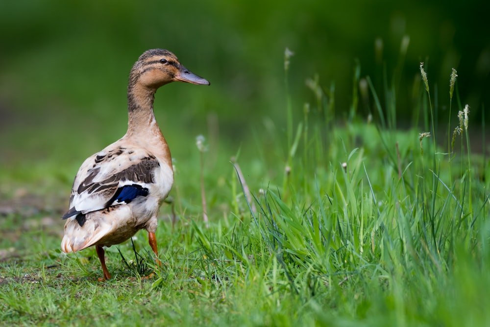 selective focus photo of brown and black duck near grass fields