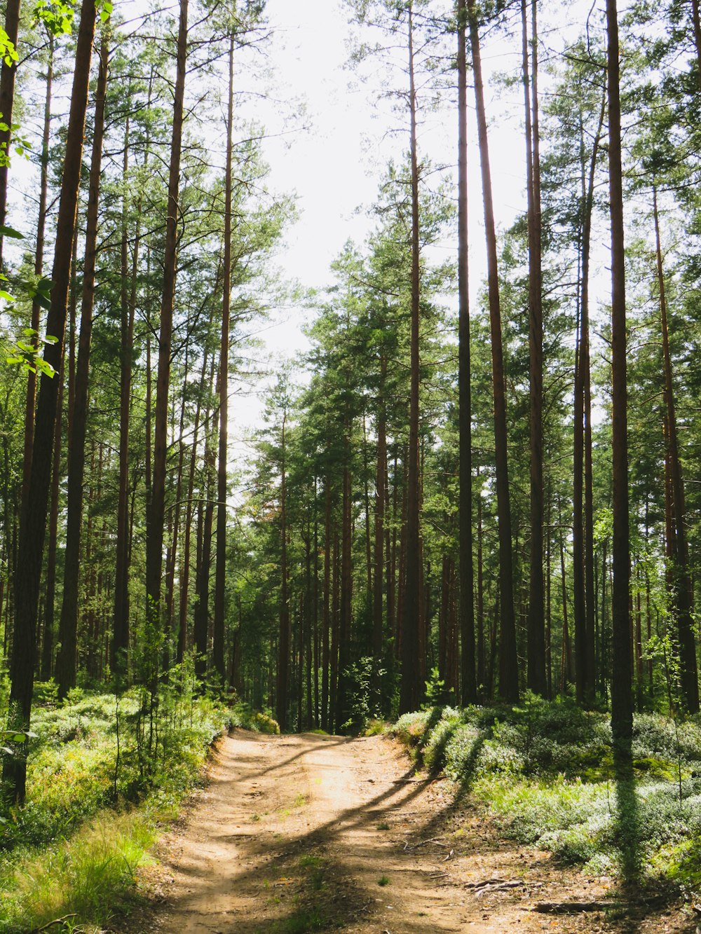 green trees at daytime