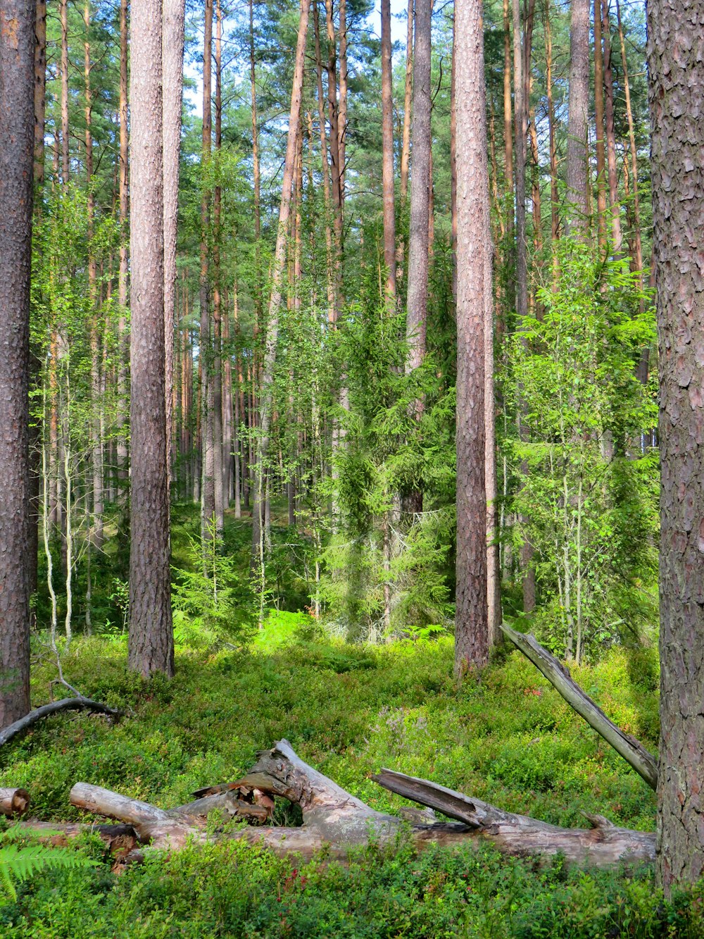 green leafed trees