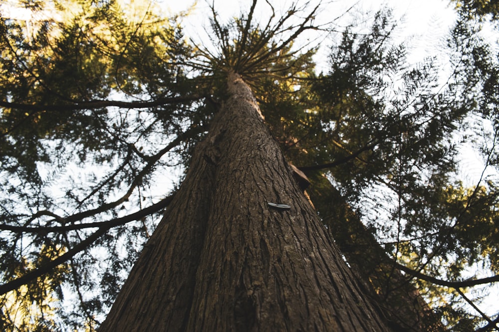 foto de baixo ângulo da árvore