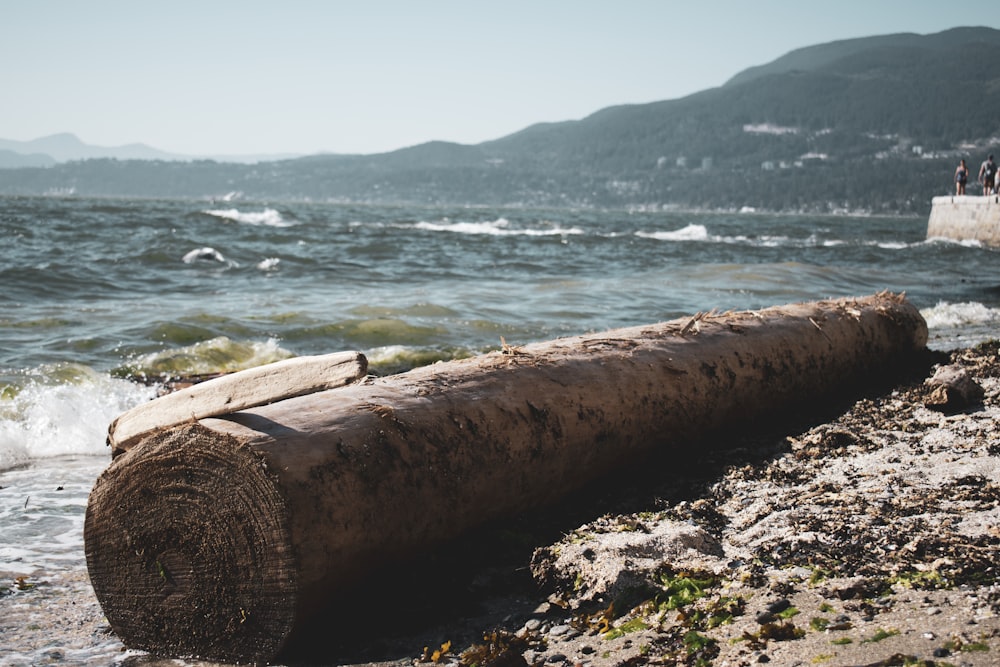 brown tree trunk near shore