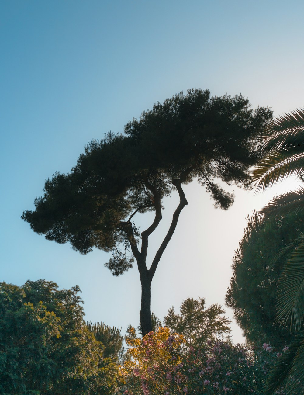 green-leafed trees