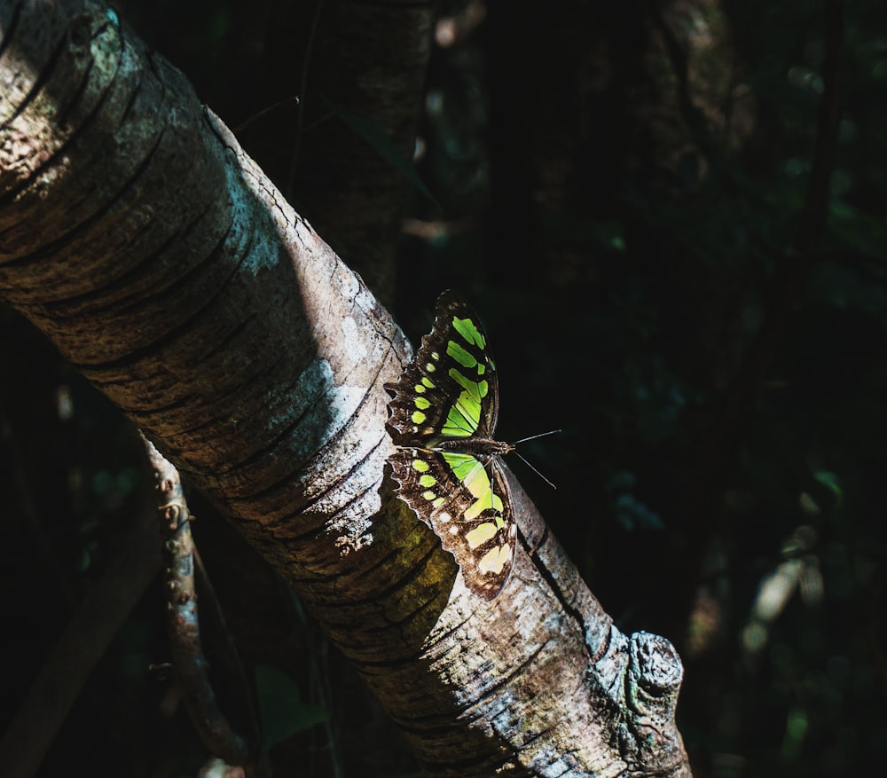 brown and green butterfly