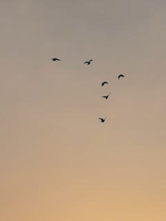 black birds photo