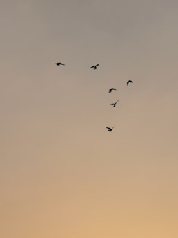 black birds photo