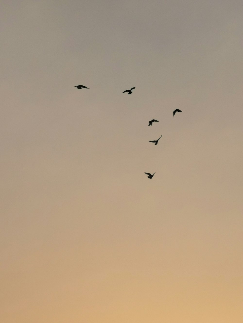 foto di uccelli neri