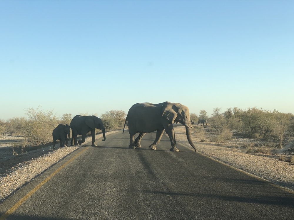 elephants crossing roads