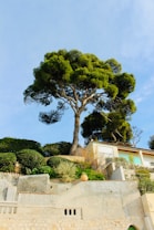 A large, lush tree with a thick trunk and sprawling branches stands prominently on a landscaped terrace, accompanied by neatly trimmed bushes and greenery. Below the terrace is a stone wall with various textures, and to the side, a house with a tiled roof is visible, showcasing modern architecture.