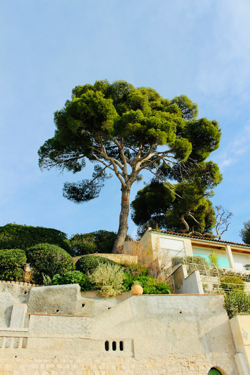 green-leafed tree