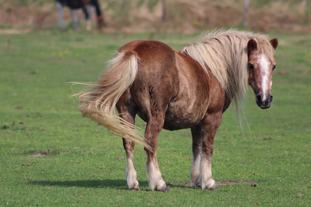 brown horse on green grass