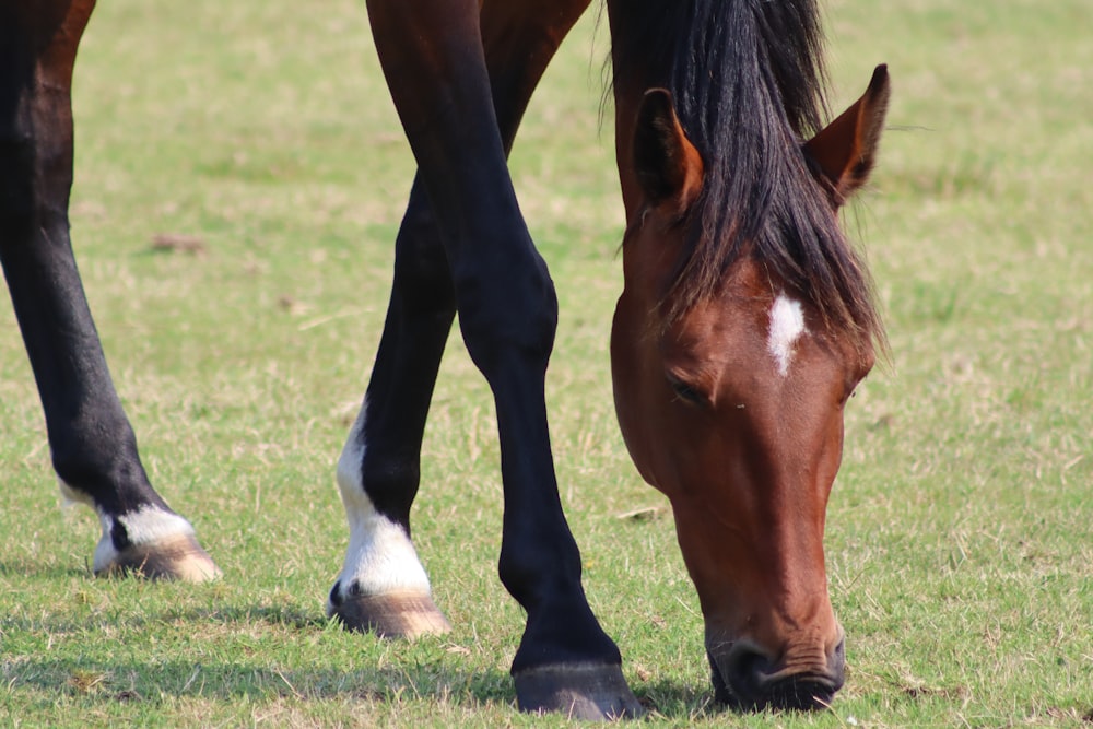 brown horse eating grass