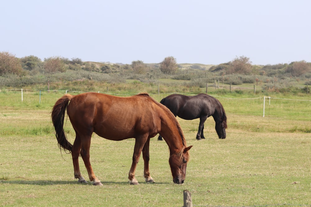 two horses eating grass