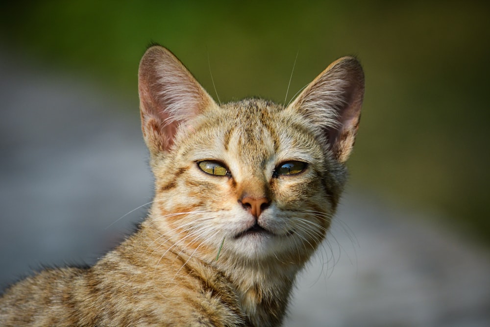 Foto de enfoque selectivo de gato atigrado naranja