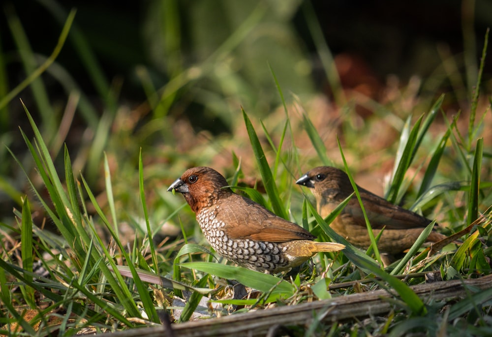 brown birds