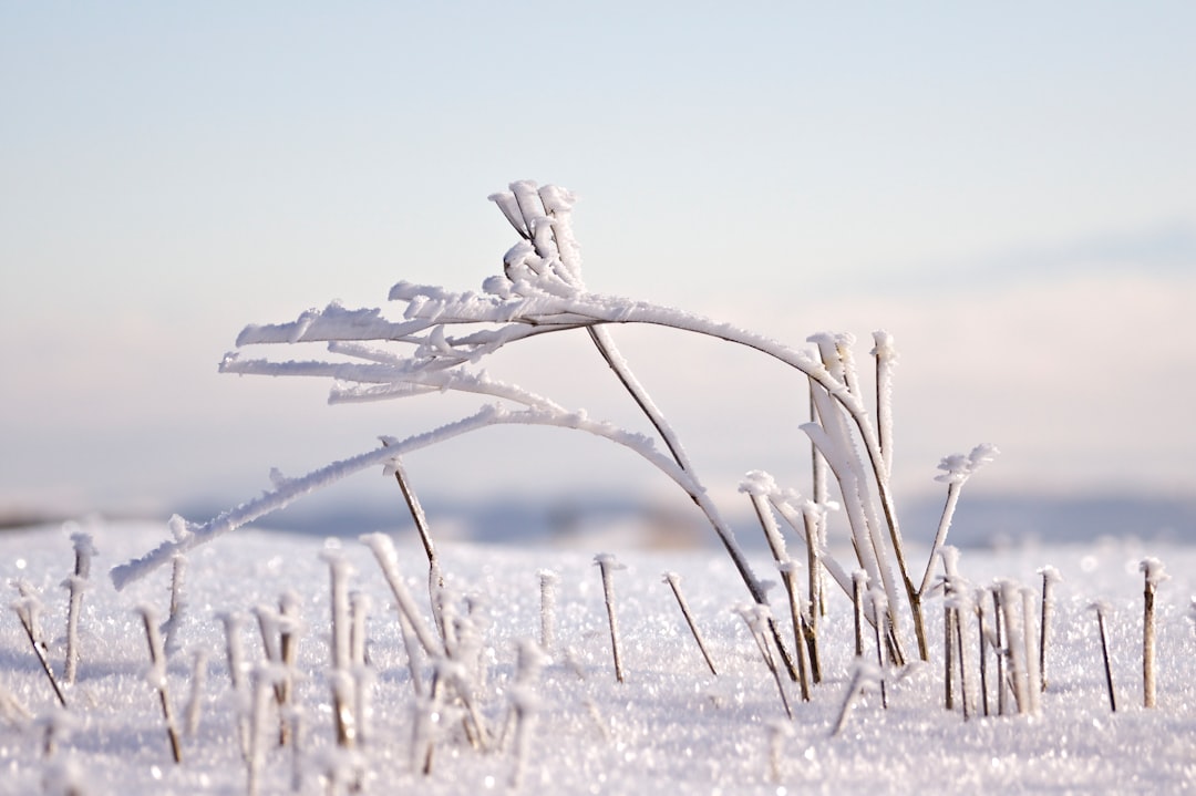 snow-covered flower buds