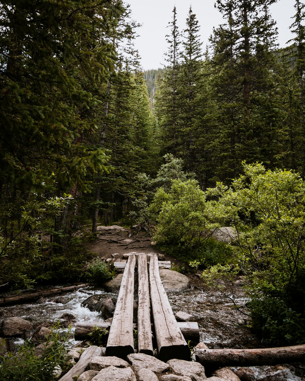 ponte na floresta