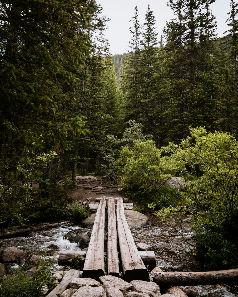 bridge in forest