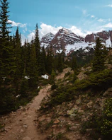 A winding mountain trail surrounded by towering pine trees under a bright blue sky