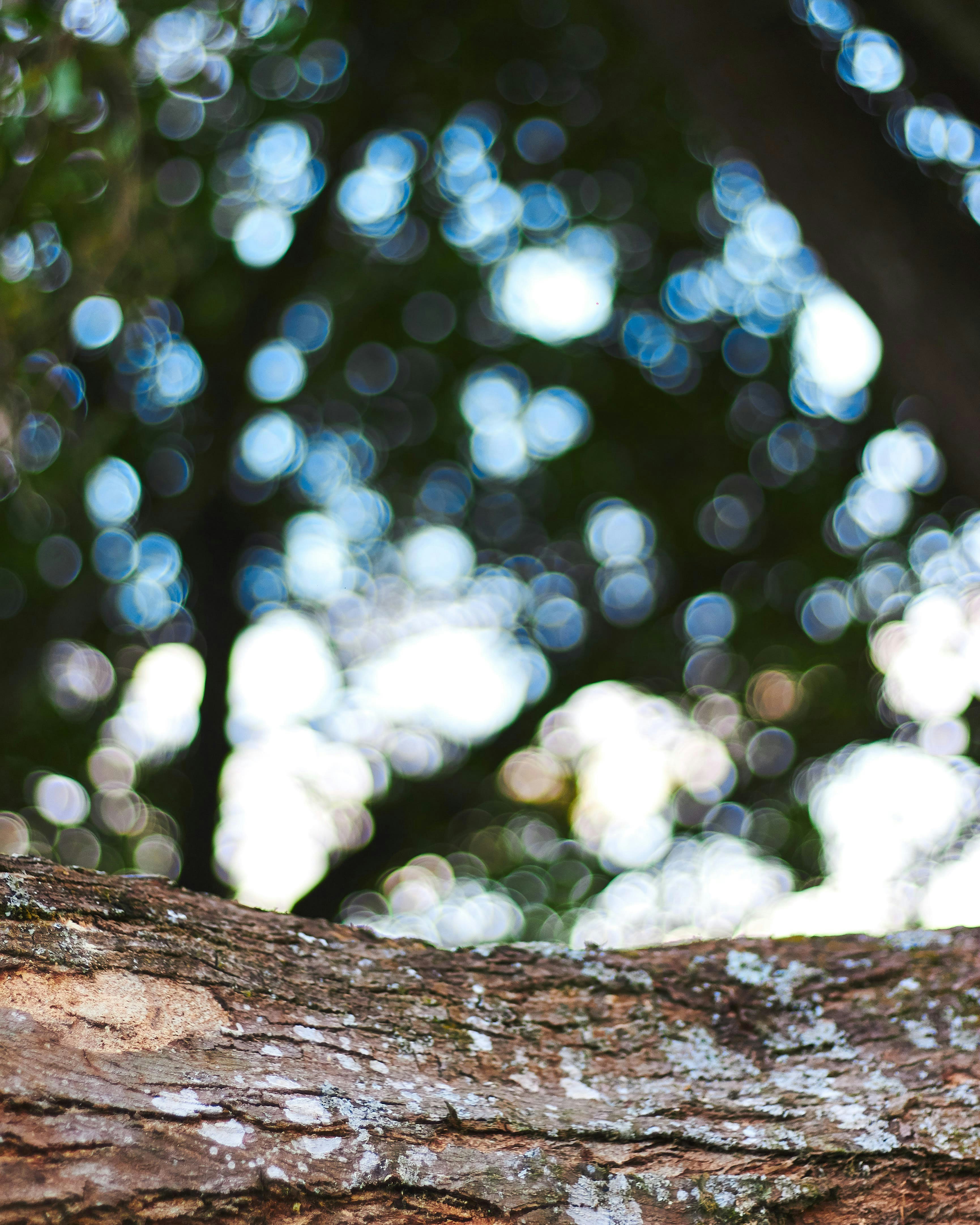 Photo by yossaphotograph