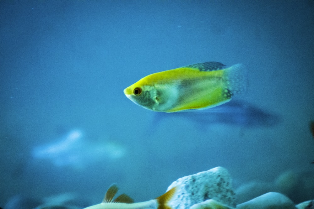 노란 물고기의 근접 촬영 사진