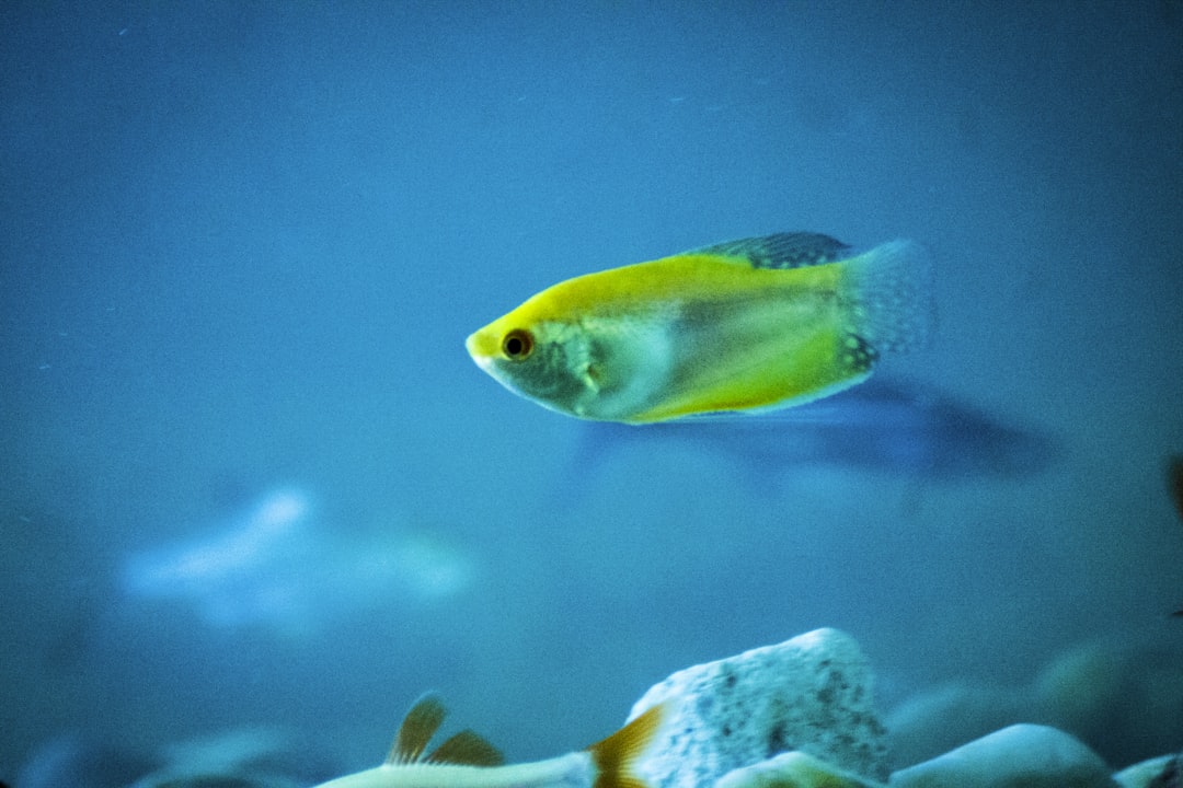 closeup photo of yellow fish, Yellow dish fish 🐟