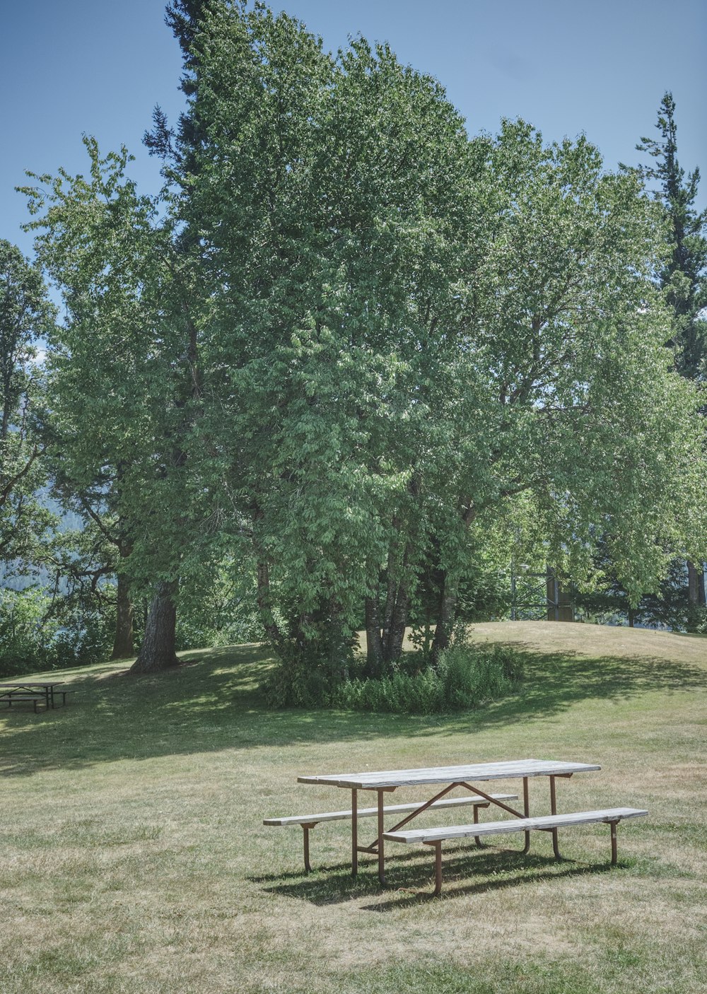 white picnic table and chairs near green-leafed tree