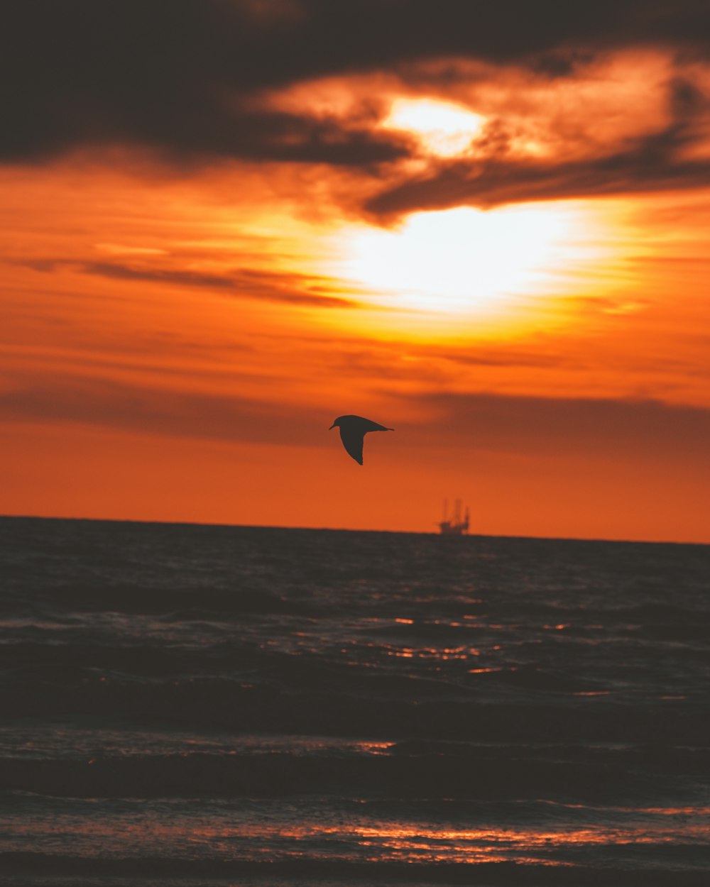 bird flying during golden hour