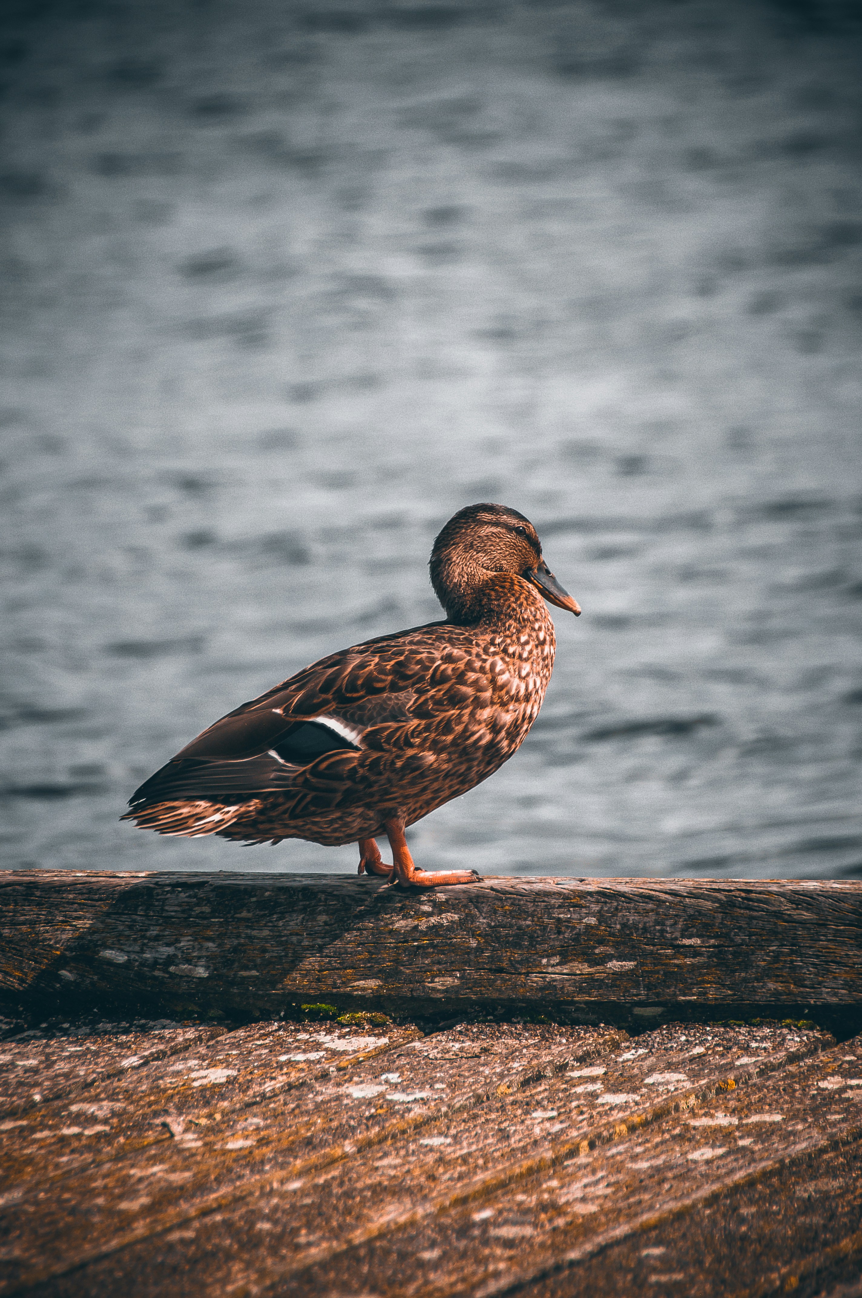 Photo by arjanschoorl