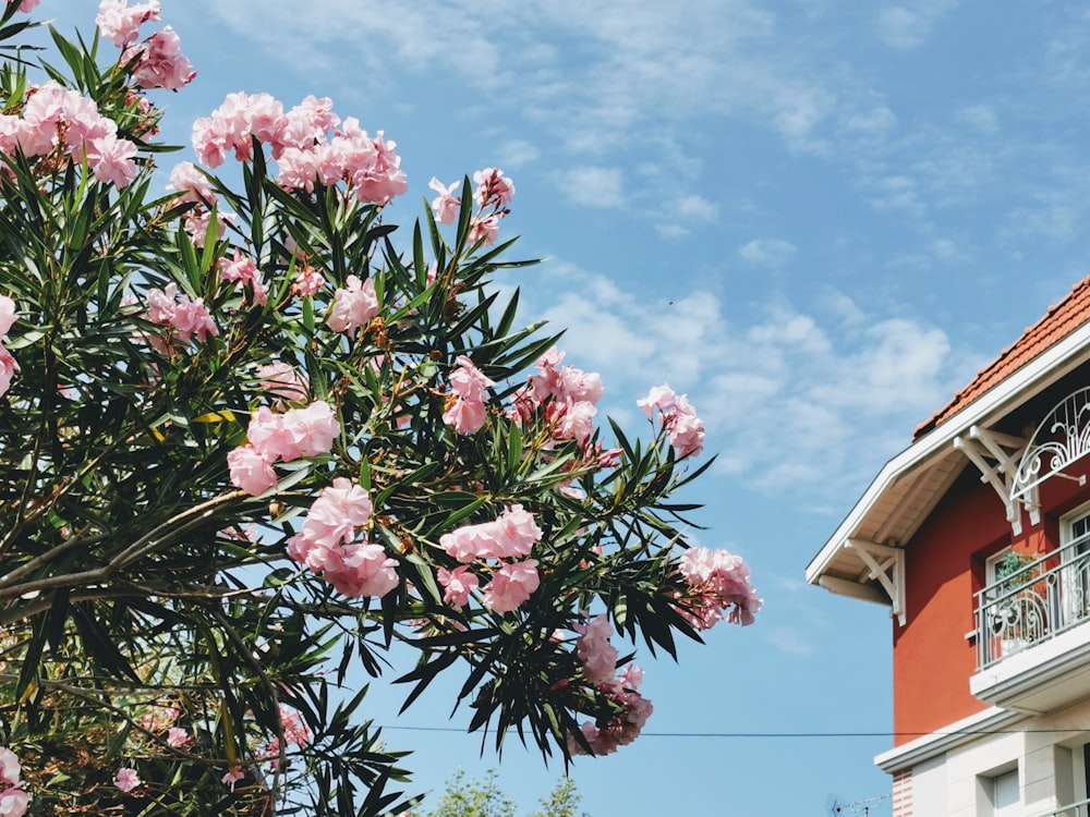 pink petaled flowers