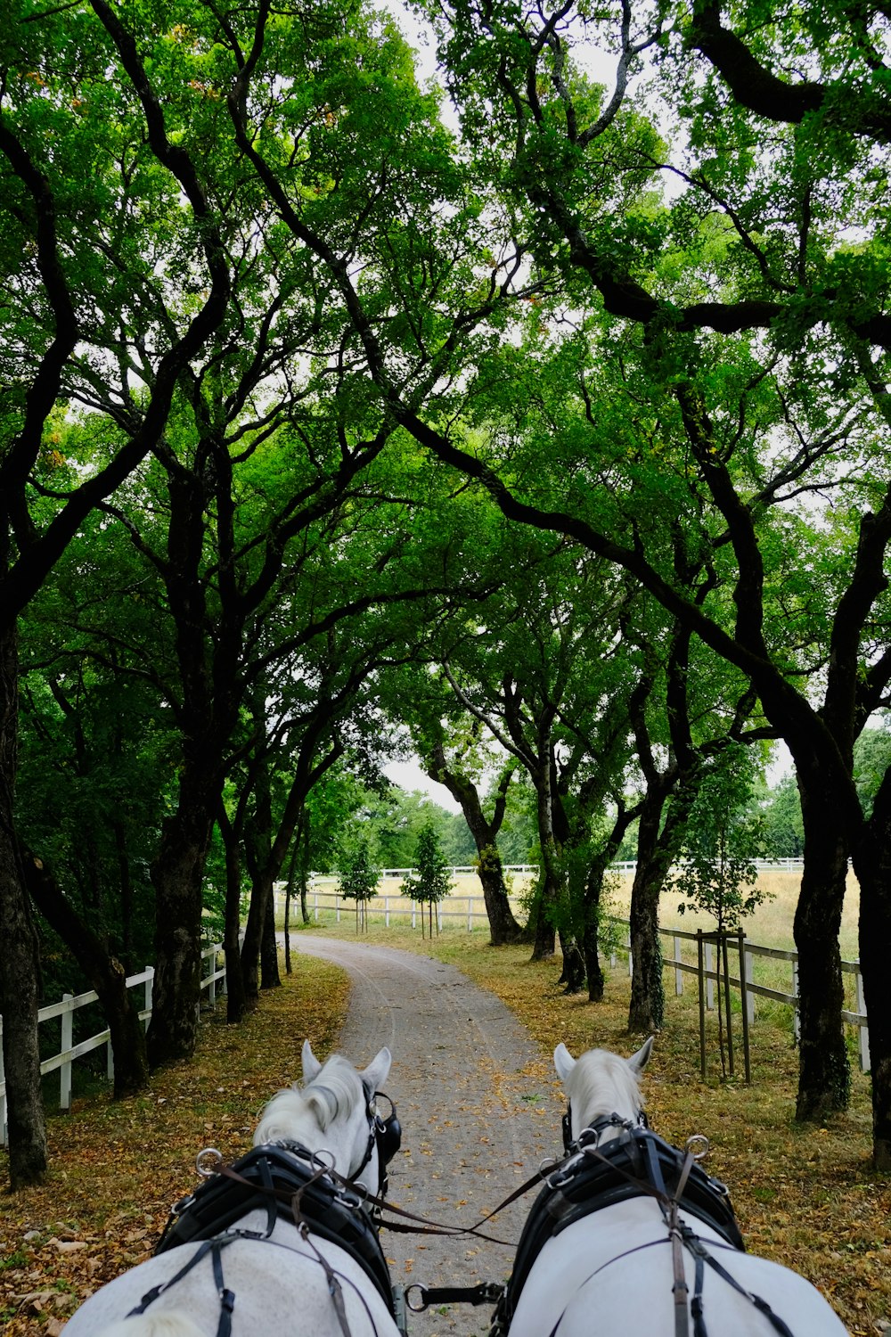 two white horses on road under green trees