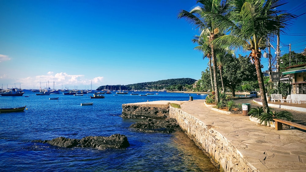 coconut tree near sea