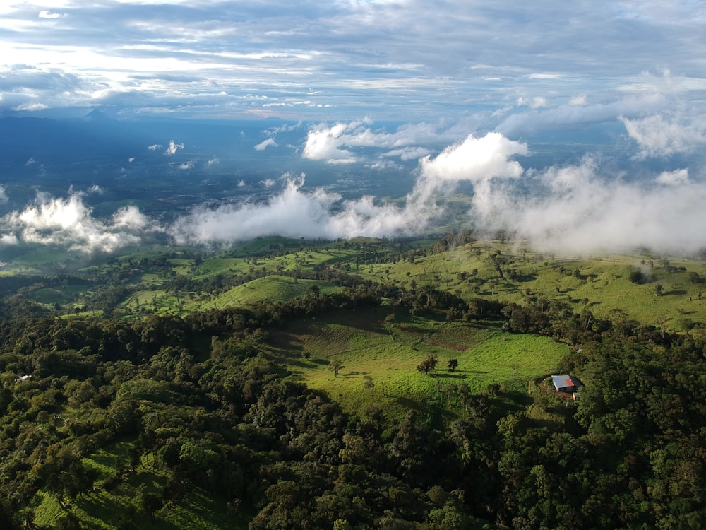 aerial photo of forest during daytime