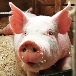 A large pig is lying on a bed of wood shavings inside a wooden pen. It has a pink snout and ears, with visible bristles on its face and body. The pig appears relaxed and content in its environment.