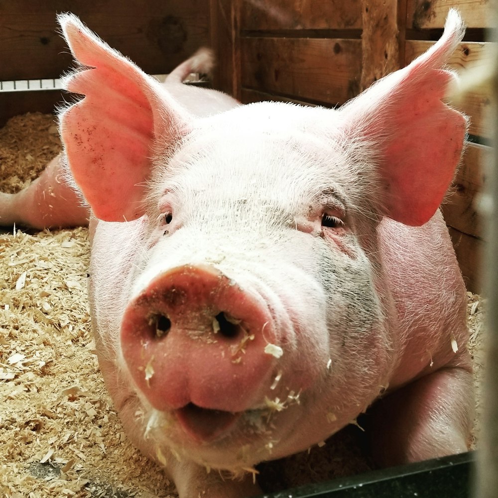 pig lies on ground