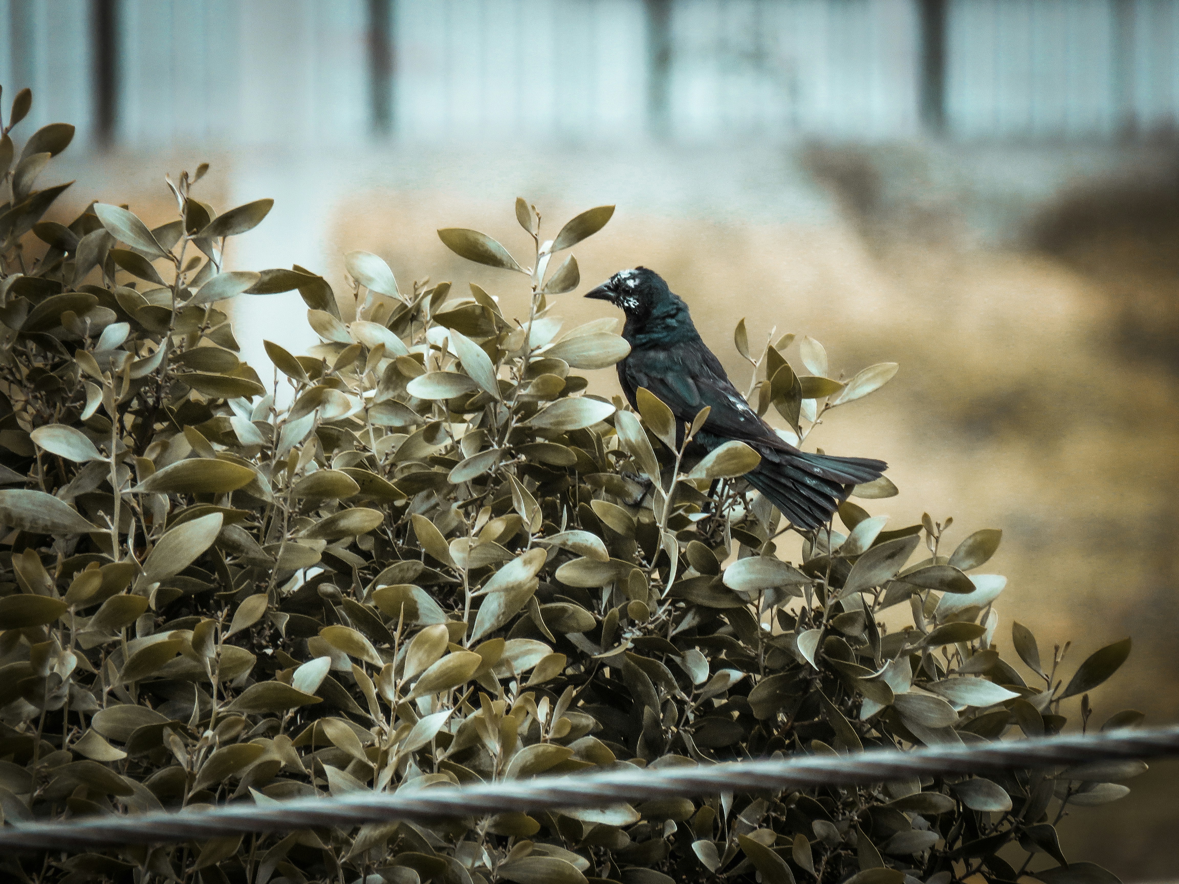 The Bird.