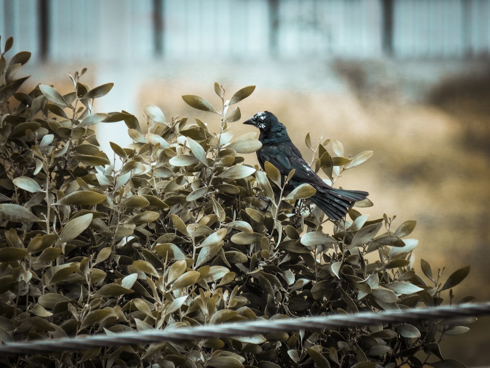 pájaro negro que se posa en una planta marrón