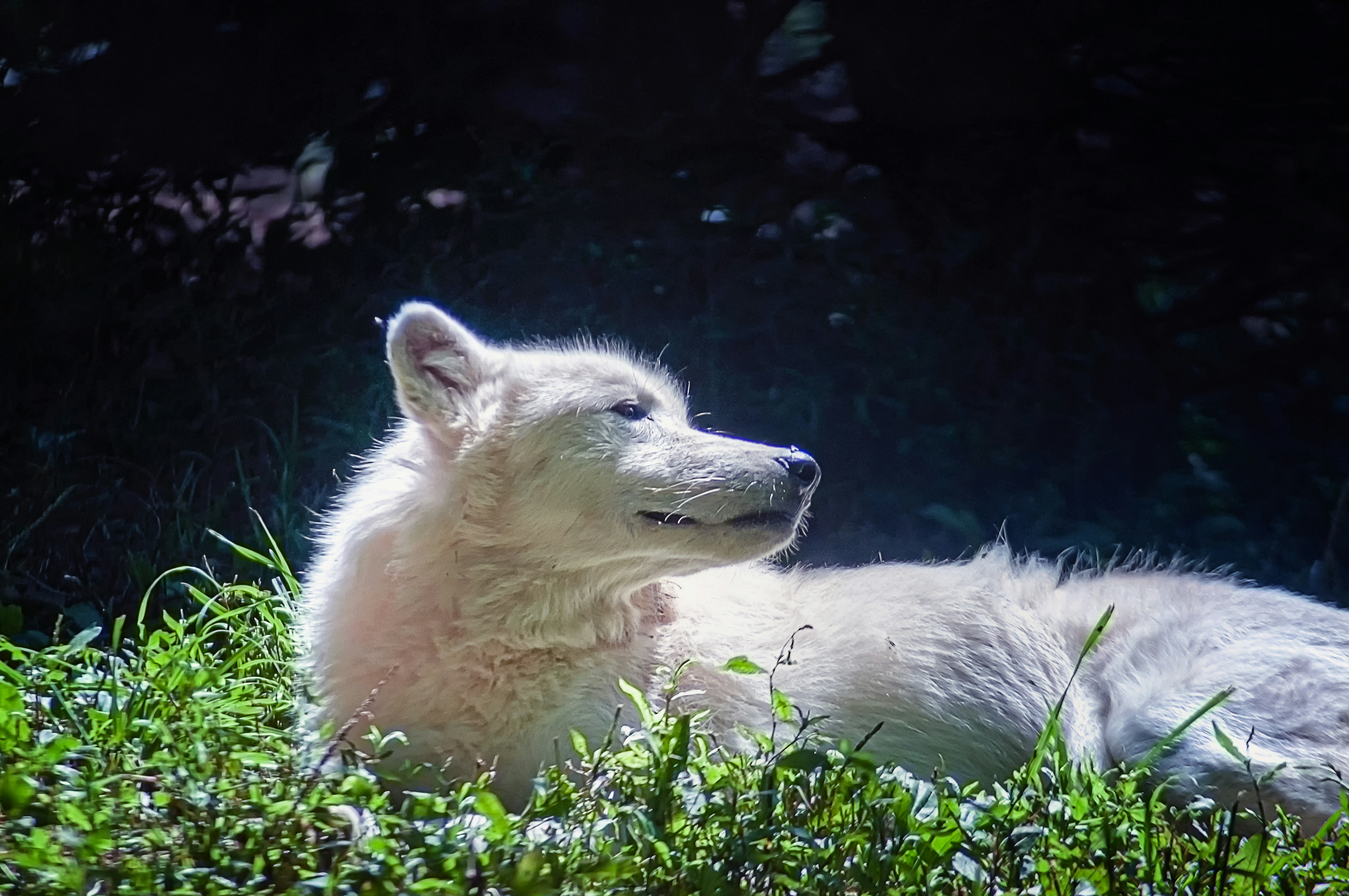 White Timberwolf