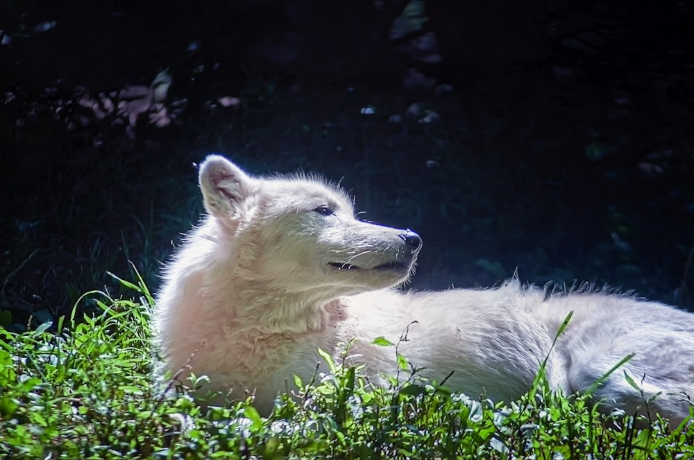 adult white American eskimo